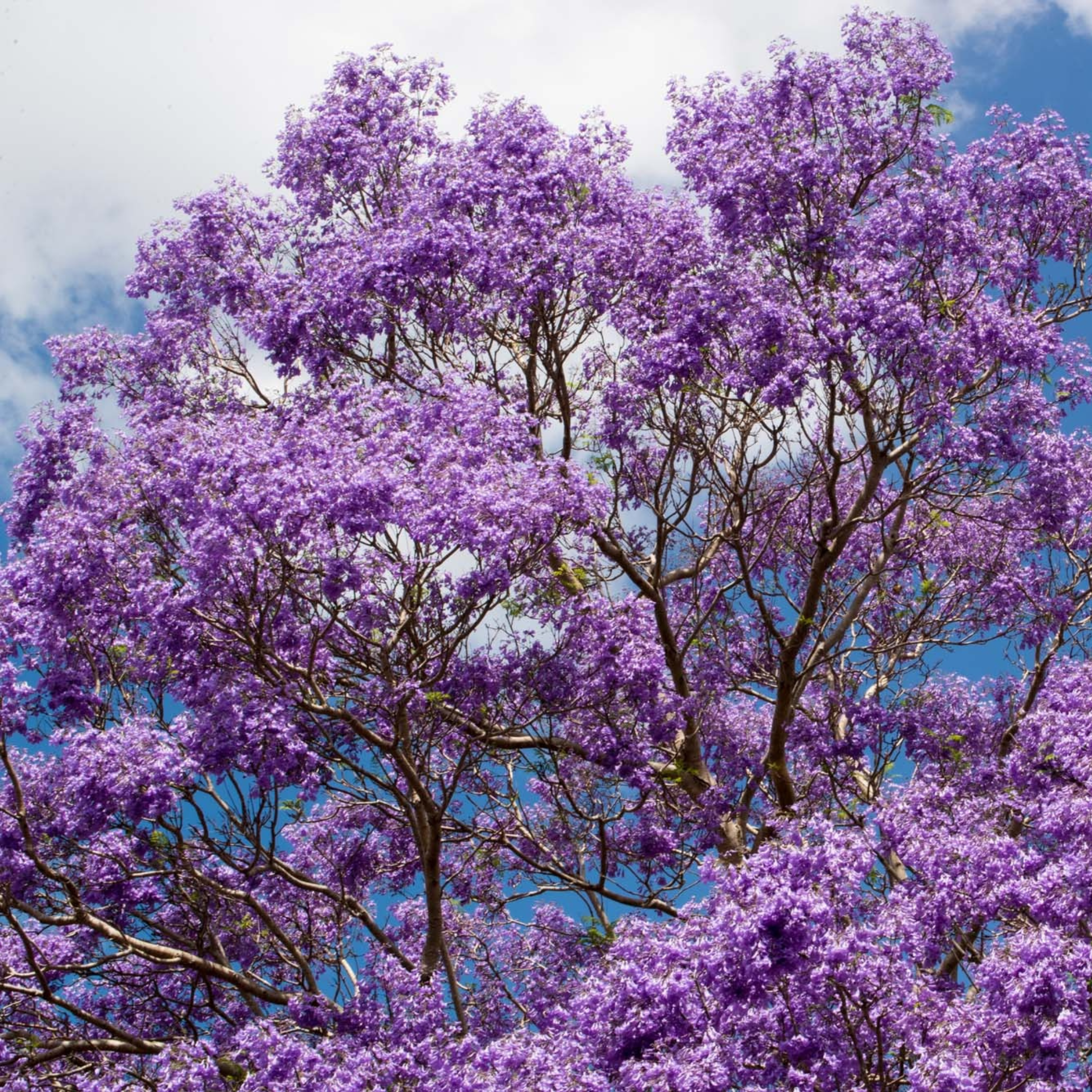 澳洲昆士蘭大學
